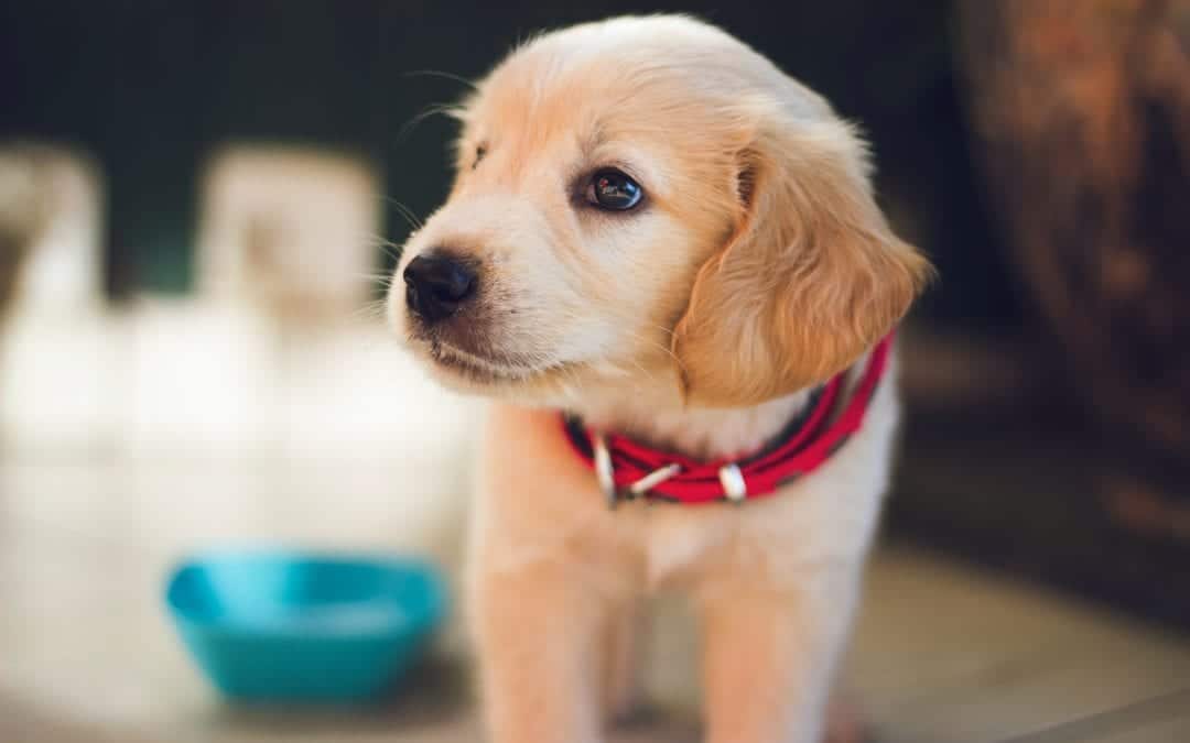 Tips for training your new dog while you’re stuck at home